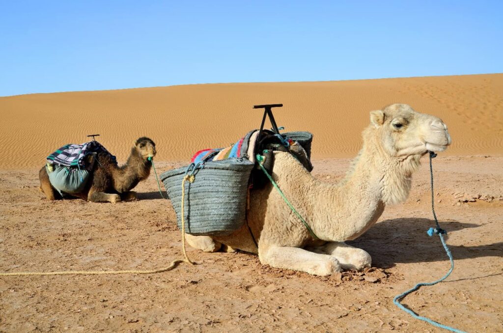 Viaje De 2 Días Desde Marrakech