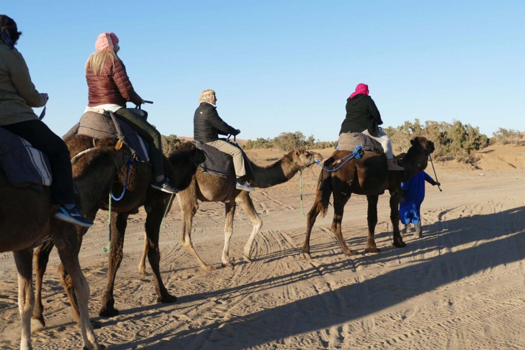 Paseo En Camello